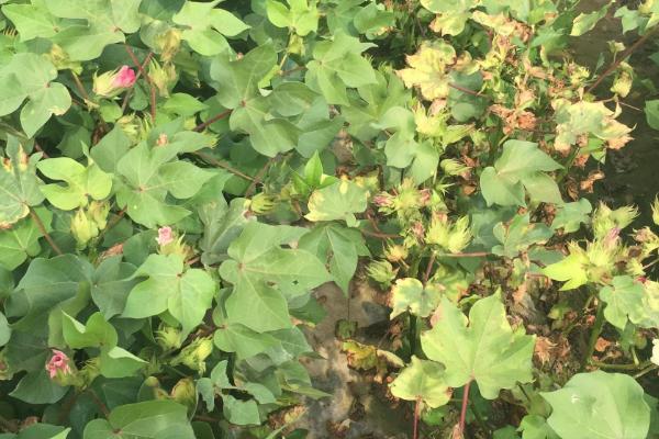 防治棉花黄萎病的相关措施，可考虑选用抗病良种