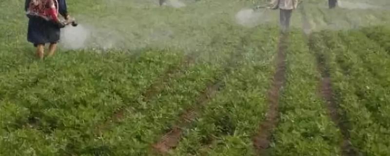 花生叶面肥的配方是什么