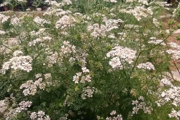 香菜是喜阳还是喜阴植物，生长期间喜欢充足的阳光