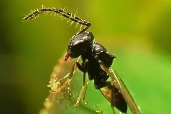 生物农药是什么，可灭杀农业有害生物