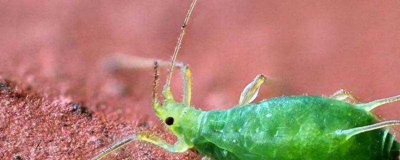 怎么防治蔬菜蚜虫