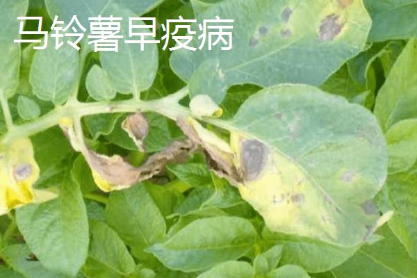 马铃薯早疫病和晚疫病的症状区别，早疫病常从下部老叶开始发生
