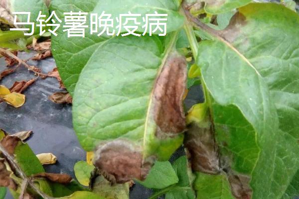 马铃薯早疫病和晚疫病的症状区别，早疫病常从下部老叶开始发生
