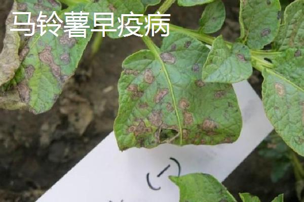 马铃薯早疫病和晚疫病的症状区别，早疫病常从下部老叶开始发生