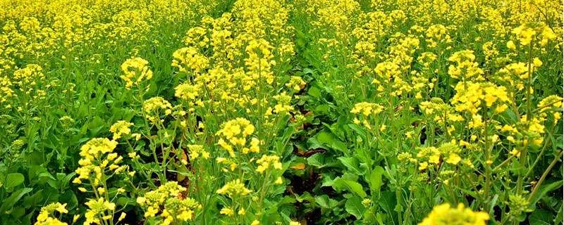 油菜生长期管理方法
