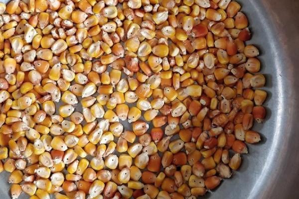 钓鱼打窝适合用什么饵料，酒米适用于大部分鱼种