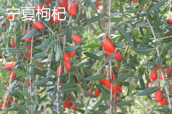 高品质枸杞育苗方法，常采用扦插繁殖