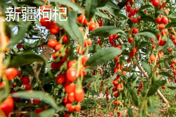 高品质枸杞育苗方法，常采用扦插繁殖