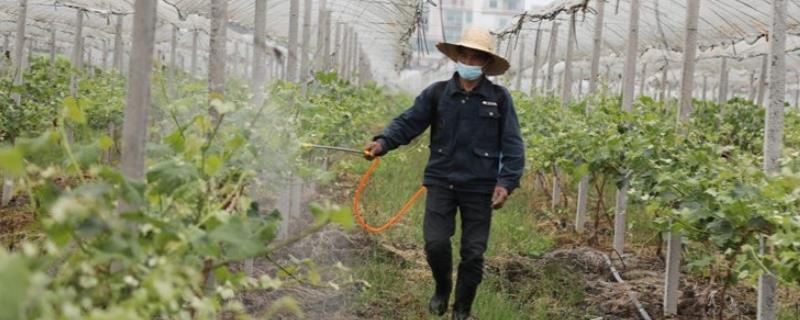 4月份葡萄打什么药