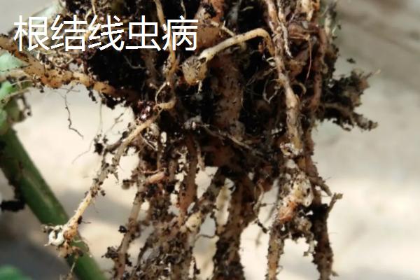 山药线虫病的为害症状，这种病害不易根治