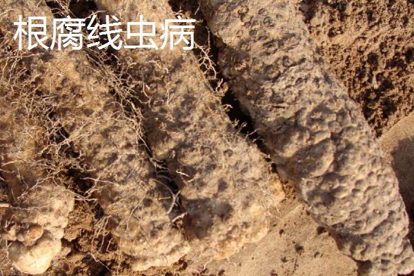 山药线虫病的为害症状，这种病害不易根治