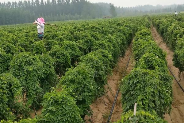 山药线虫病的为害症状，这种病害不易根治