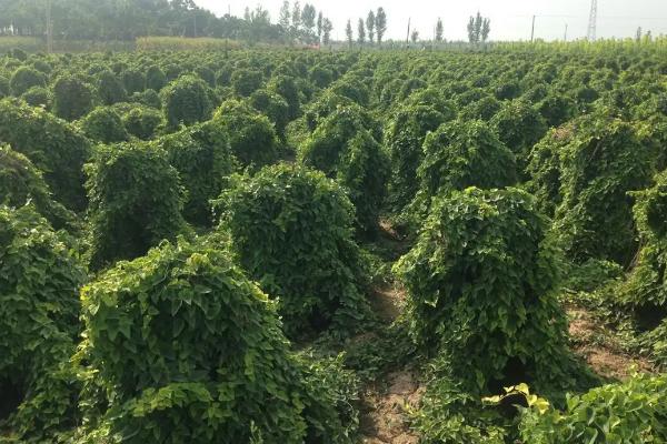 山药线虫病的为害症状，这种病害不易根治