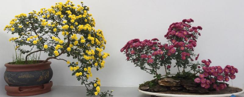 菊花的产地