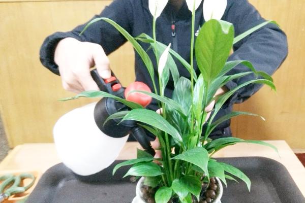 一帆风顺为什么不开花，能和锦鲤一块养