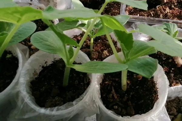 南瓜移栽后需要缓苗几天，移栽以后要勤做中耕除草