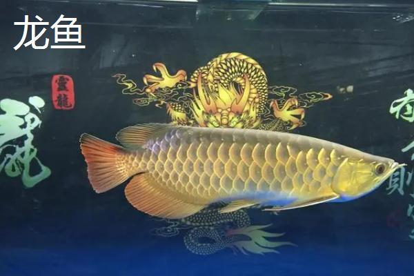 哪些鱼种适合裸缸饲养，一般适合养殖淡水鱼