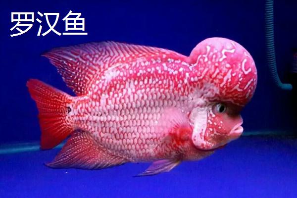 哪些鱼种适合裸缸饲养，一般适合养殖淡水鱼