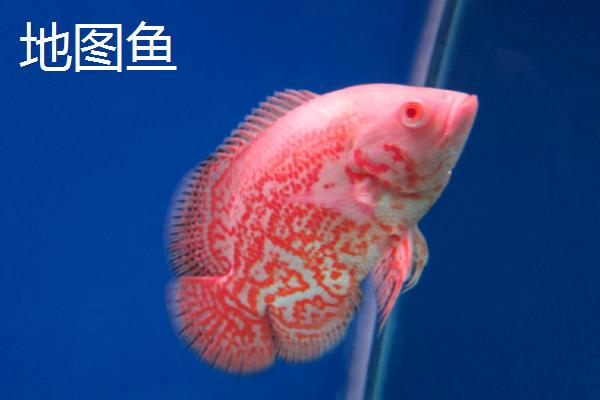 哪些鱼种适合裸缸饲养，一般适合养殖淡水鱼