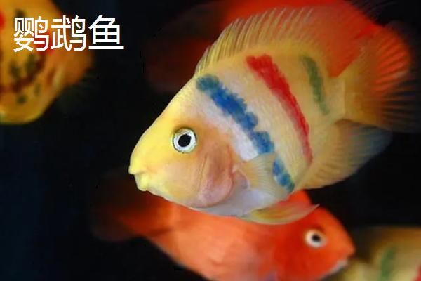 哪些鱼种适合裸缸饲养，一般适合养殖淡水鱼