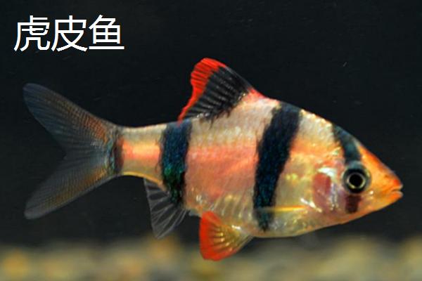 哪些鱼种适合裸缸饲养，一般适合养殖淡水鱼