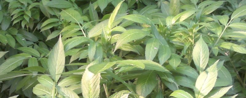 天麻苗的特点