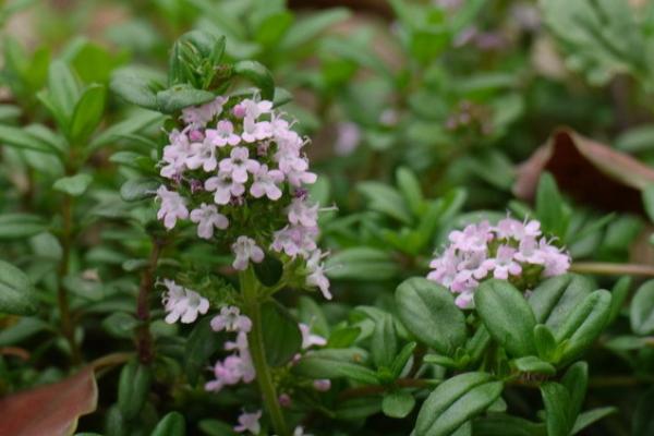 百里香开花时期，开花后香气浓郁