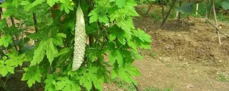 苦瓜种子没泡的话几天能发芽