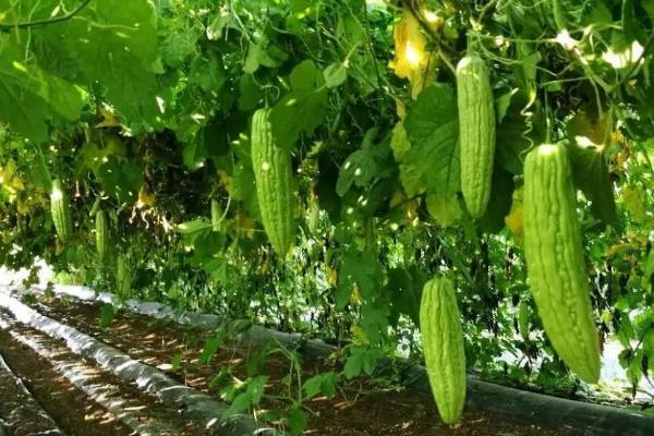苦瓜种子没泡的话几天能发芽，会受到天气、土壤、湿度的影响