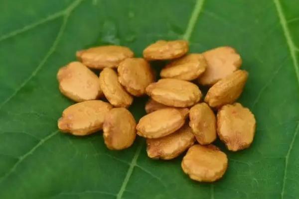 苦瓜种子没泡的话几天能发芽，会受到天气、土壤、湿度的影响