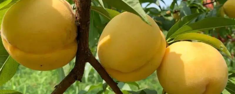 黄桃与水蜜桃的区别