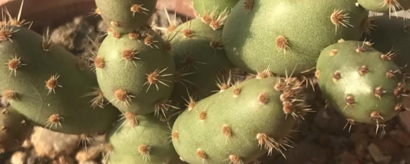 仙人球上长小球如何处理