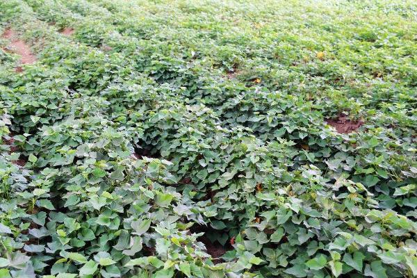 红薯种植所需肥料，种植过程中通常要施3次肥