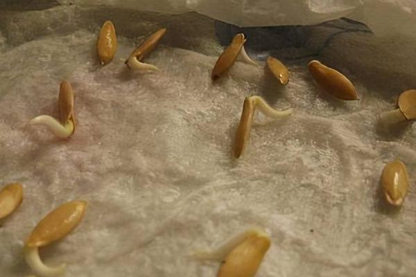 黄瓜生蜜虫如何解决，利用黄板可诱杀