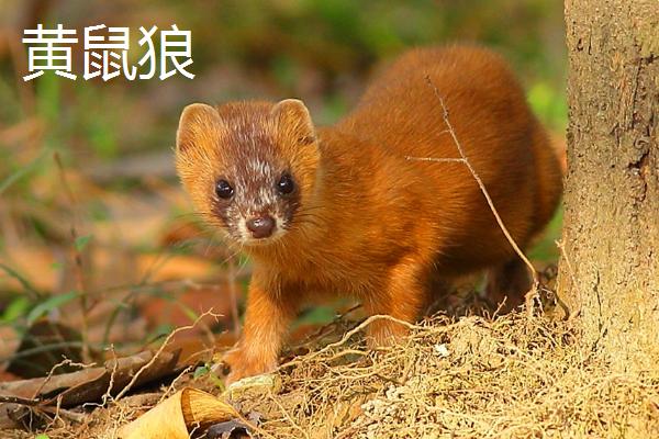黄鼠狼和狐狸有什么区别，黄鼠狼头细颈长