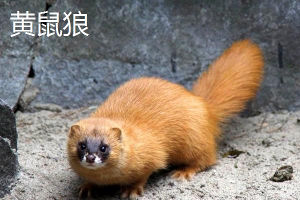 黄鼠狼和狐狸有什么区别，黄鼠狼头细颈长