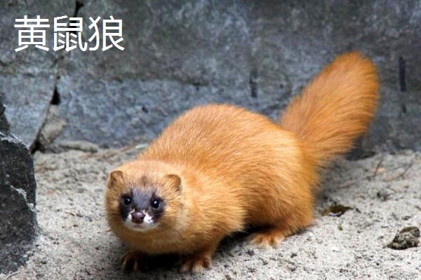 黄鼠狼和狐狸有什么区别，黄鼠狼头细颈长