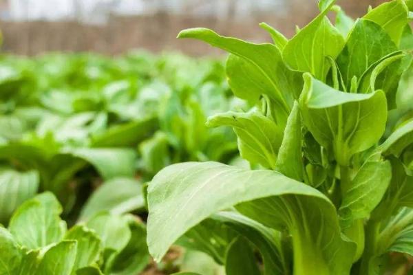 轮作蔬菜的16个技巧，甜瓜和叶类蔬菜轮作可明显增产