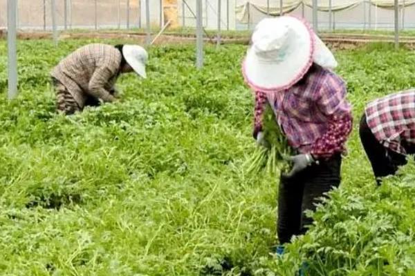 轮作蔬菜的16个技巧，甜瓜和叶类蔬菜轮作可明显增产