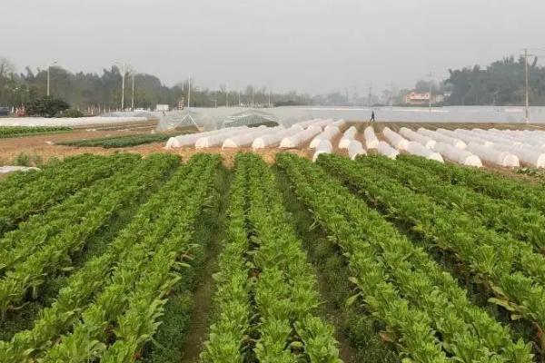 轮作蔬菜的16个技巧，甜瓜和叶类蔬菜轮作可明显增产