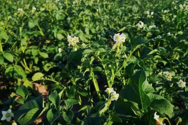 轮作蔬菜的16个技巧，甜瓜和叶类蔬菜轮作可明显增产