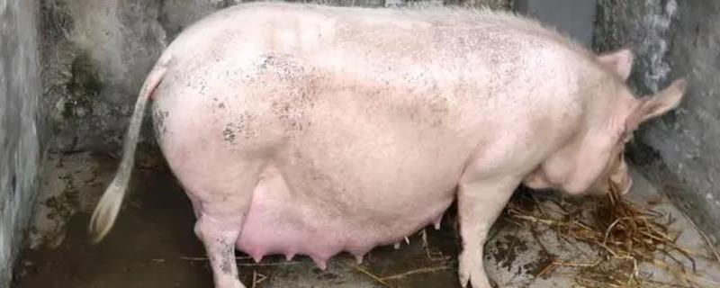 怀孕母猪吃食少如何解决
