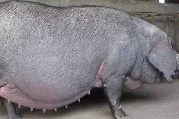怀孕母猪吃食少如何解决，对温度比较敏感