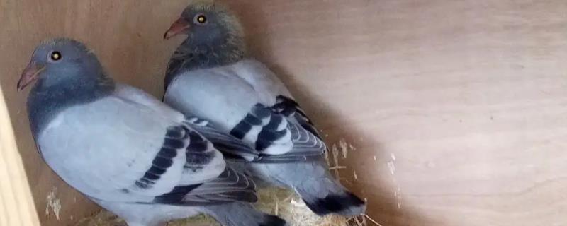 幼鸽拉黄稀如何处理