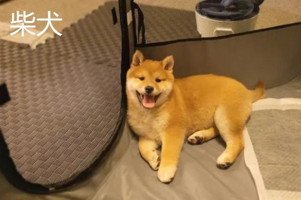 秋田和柴犬有什么区别，这5种特征可明显分辨