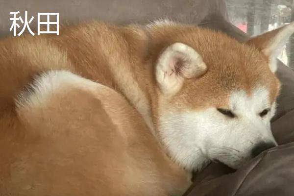 秋田和柴犬有什么区别，这5种特征可明显分辨