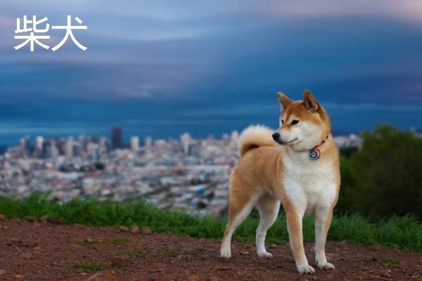 秋田和柴犬有什么区别，这5种特征可明显分辨