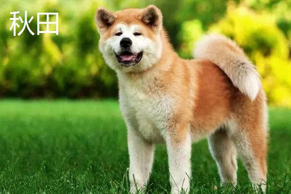秋田和柴犬有什么区别，这5种特征可明显分辨