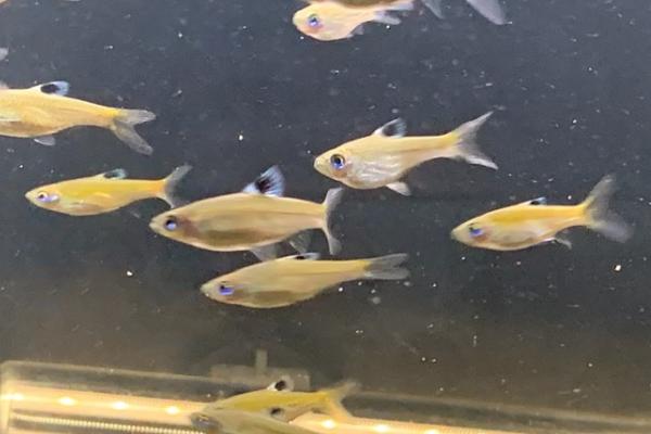 青眼灯鱼好不好养，性情活泼可以混养