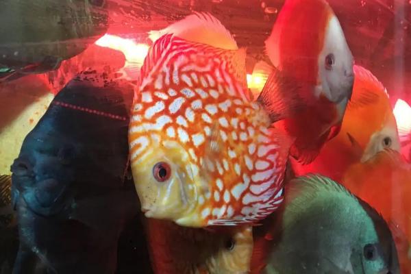 七彩神仙鱼的繁殖方法，要让它们自由配对